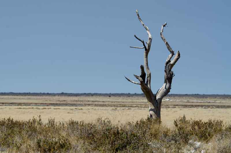 83 - Namibia - parque nacional de Etosha - paisaje